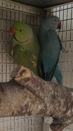 Coppia parrocchetti dal collare