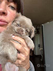 Chihuahua