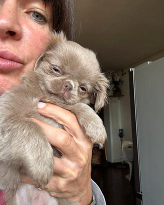 Chihuahua