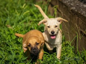 Cuccioli maschi due mesi mini