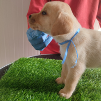 Labrador con pedigree disponibili