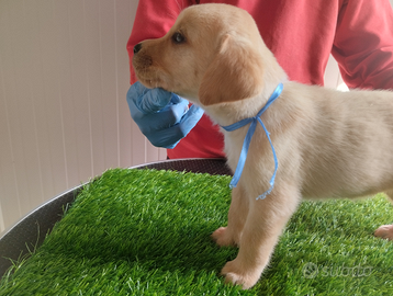 Labrador con pedigree disponibili