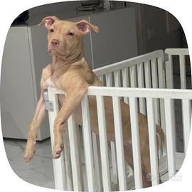 Pitbull red nose