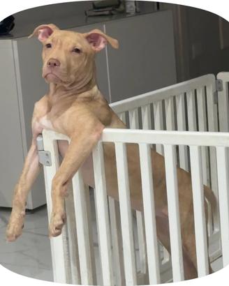 Pitbull red nose