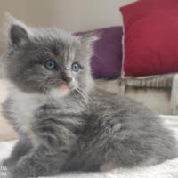 Cuccioli di gatto