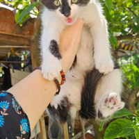 4 gattini