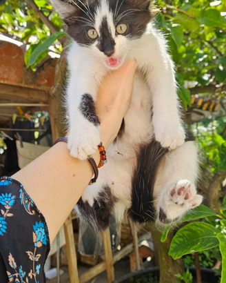 4 gattini