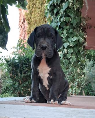 Cucciole femmine di alano nero