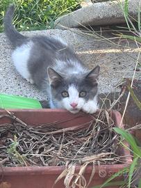 Gattino maschio di circa 3 mesi