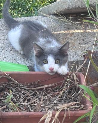 Gattino maschio di circa 3 mesi