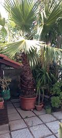 Palma Washington filifera 