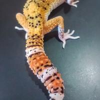 Geco leopardino