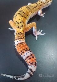 Geco leopardino