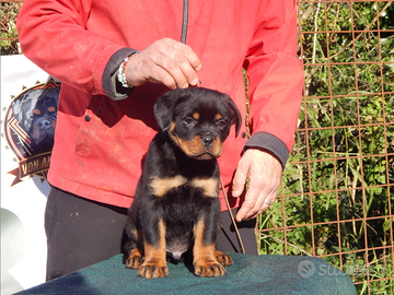 Rottweiler cuccioli