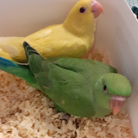 Pappagalli parrocchetti dal collare