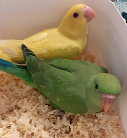 Pappagalli parrocchetti dal collare