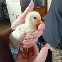 Pulcini padovani ciuffati