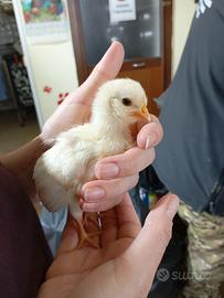 Pulcini padovani ciuffati