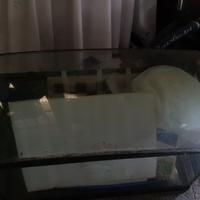 ford mustang lunotto