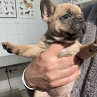 Bulldog francese