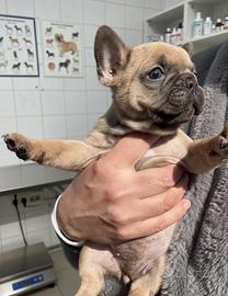 Bulldog francese