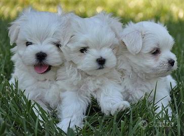 MALTESE e MALTESI toy MINI - pag dilazionato