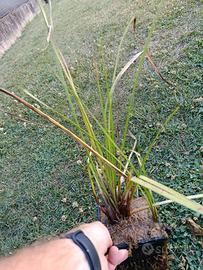 Piante acquatiche - falso papiro 