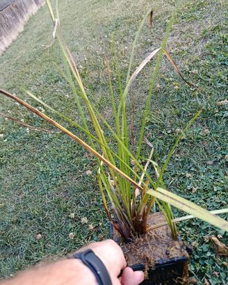 Piante acquatiche - falso papiro 