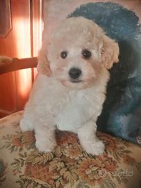 Barboncino toy bianco maschio