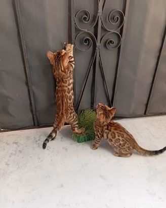 Cuccioli gatto bengala