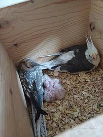 Pulli di calopsite faccia bianca