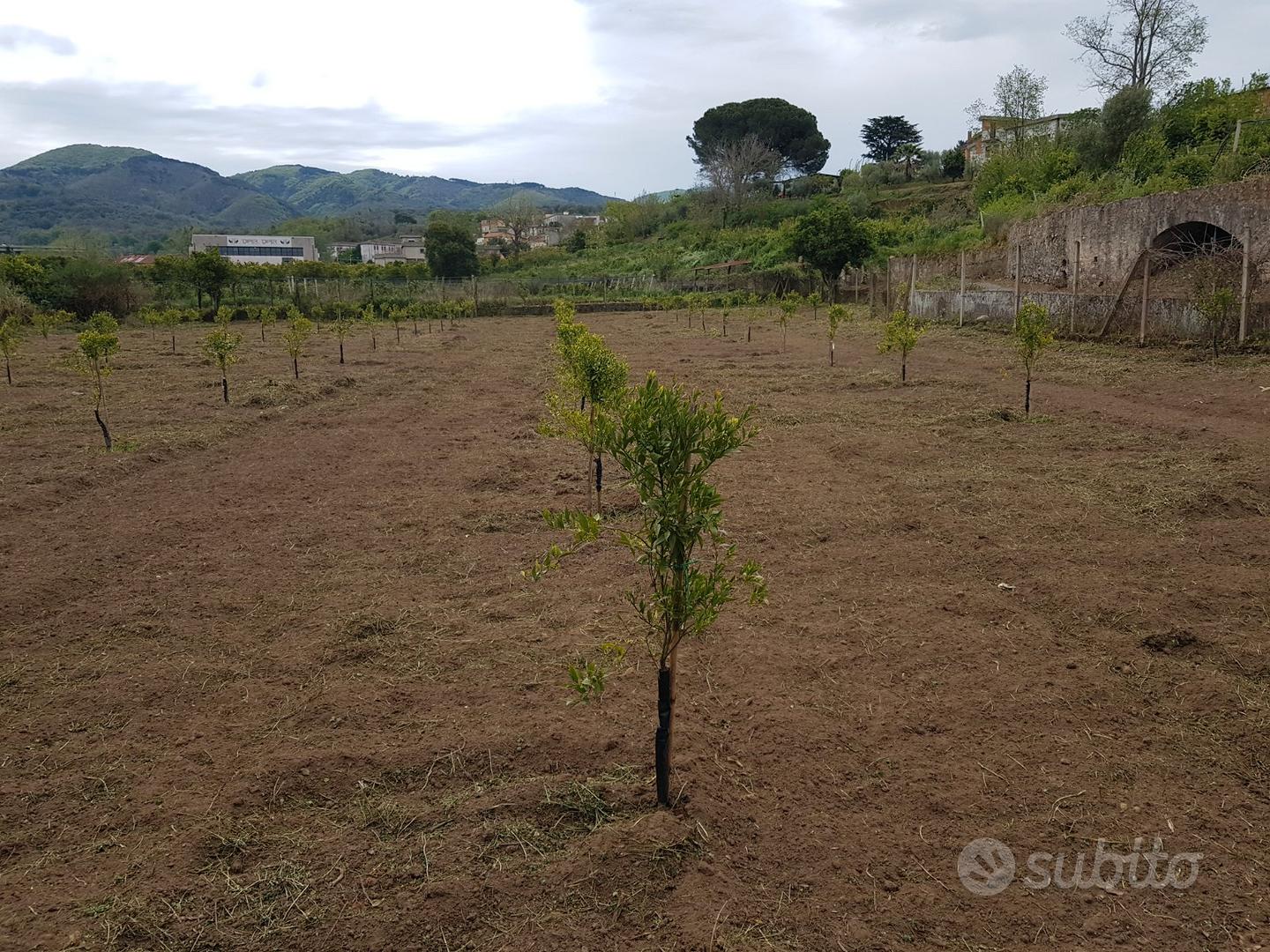 Antico frantoio con terreno e piante giovani - Vista 4