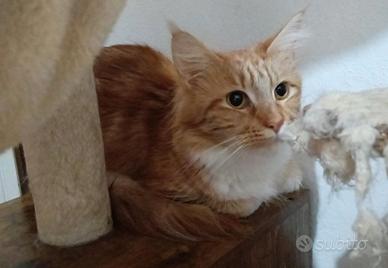 Gattine dolcissime 