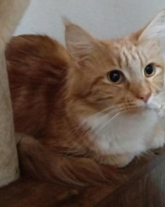 Gattine dolcissime 