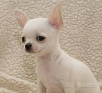 Cucciolo di chihuahua