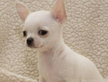 Cucciolo di chihuahua