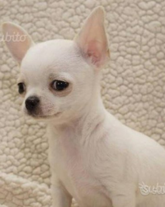 Cucciolo di chihuahua