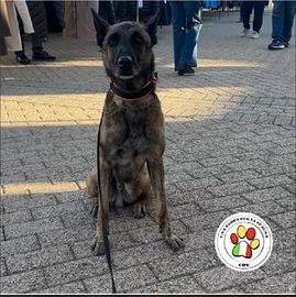 DUMBO splendido Pastore belga Malinois