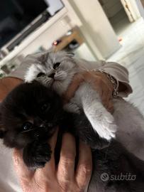 Scottish fold