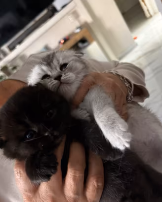 Scottish fold