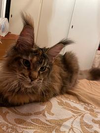 Gatto Maine Coon di 1 anno
