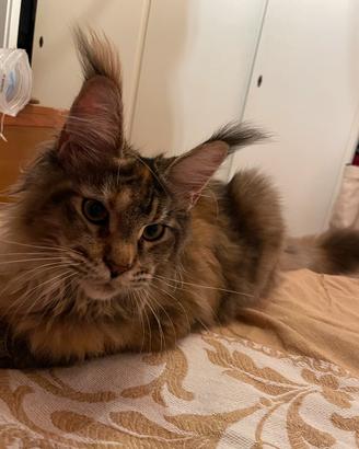 Gatto Maine Coon di 1 anno