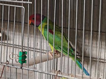 Coppia Testa di Prugna