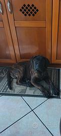 Cucciolo cane corso