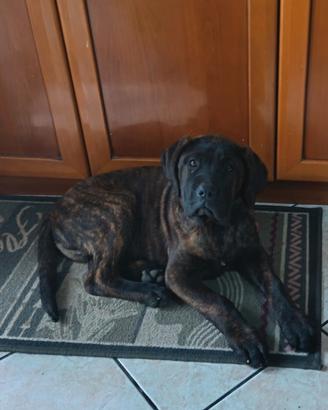 Cucciolo cane corso