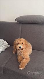 Cucciola barboncino