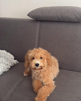 Cucciola barboncino