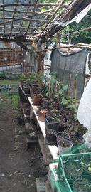 giardino fai da te
