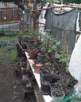 giardino fai da te