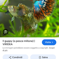 Guppy e platy supersaldo